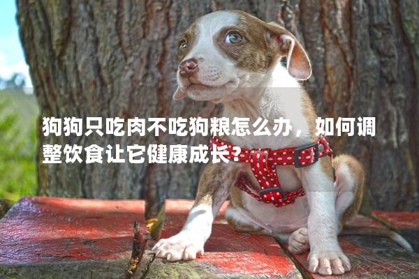 狗狗只吃肉不吃狗粮怎么办，如何调整饮食让它健康成长？