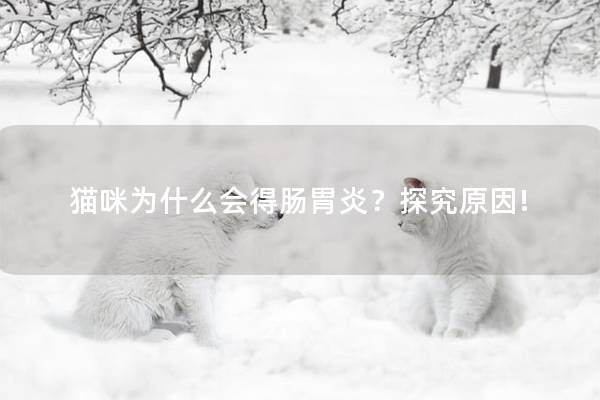 猫咪为什么会得肠胃炎？探究原因!