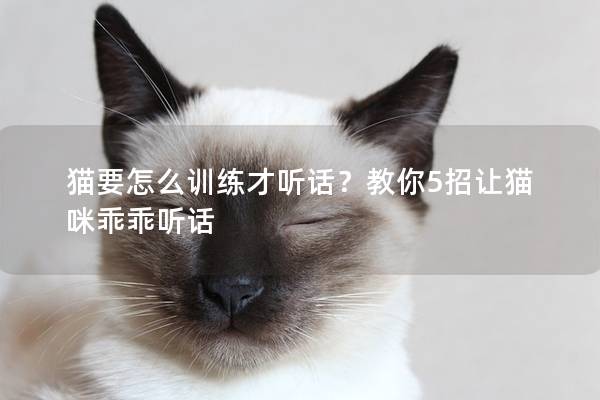 猫要怎么训练才听话？教你5招让猫咪乖乖听话