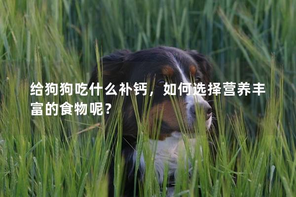 给狗狗吃什么补钙，如何选择营养丰富的食物呢？