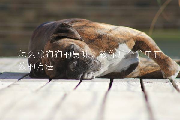 怎么除狗狗的臭味，教你几个简单有效的方法