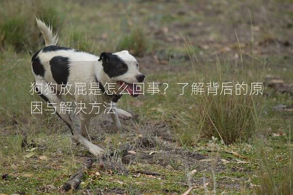 狗狗放屁是怎么回事？了解背后的原因与解决方法