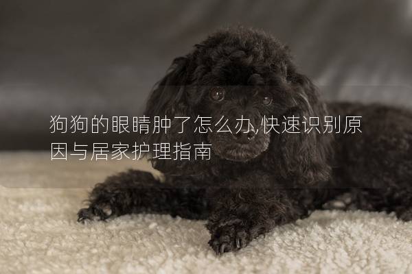 狗狗的眼睛肿了怎么办,快速识别原因与居家护理指南