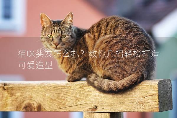 猫咪头发怎么扎？教你几招轻松打造可爱造型