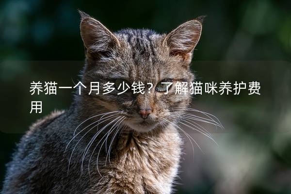 养猫一个月多少钱？了解猫咪养护费用