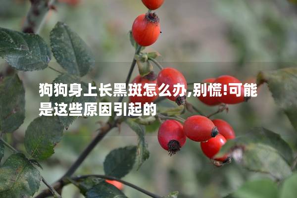 狗狗身上长黑斑怎么办,别慌!可能是这些原因引起的