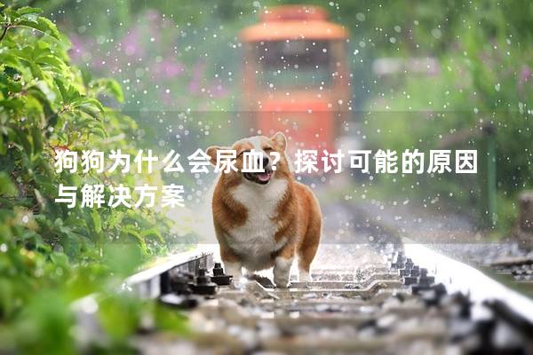 狗狗为什么会尿血？探讨可能的原因与解决方案