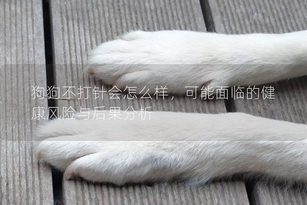 狗狗不打针会怎么样，可能面临的健康风险与后果分析
