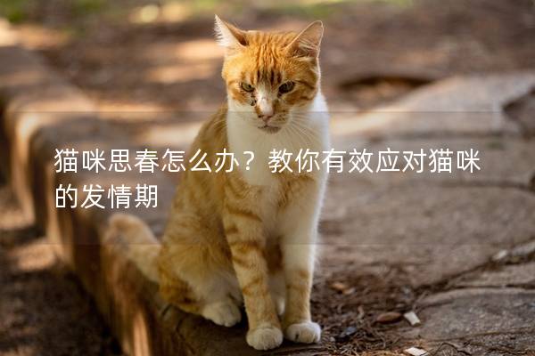 猫咪思春怎么办？教你有效应对猫咪的发情期