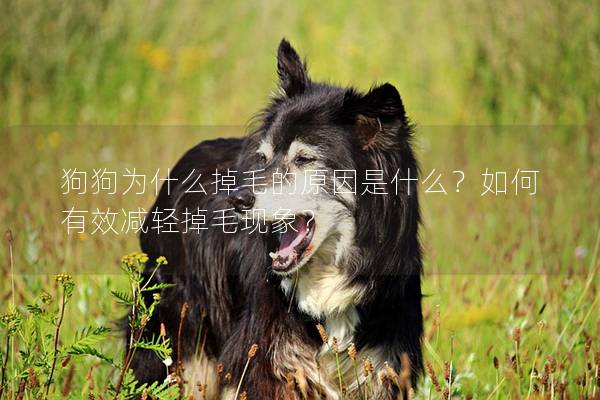 狗狗为什么掉毛的原因是什么？如何有效减轻掉毛现象？