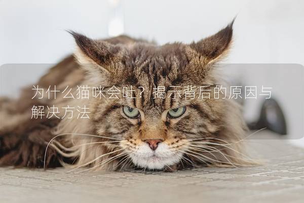 为什么猫咪会吐？揭示背后的原因与解决方法