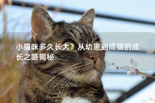 小猫咪多久长大？从幼崽到成猫的成长之路揭秘