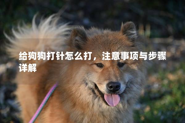 给狗狗打针怎么打，注意事项与步骤详解