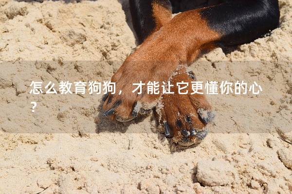 怎么教育狗狗，才能让它更懂你的心？