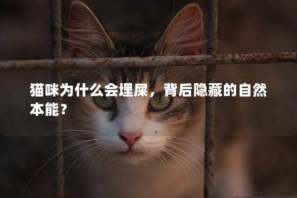 猫咪为什么会埋屎，背后隐藏的自然本能？