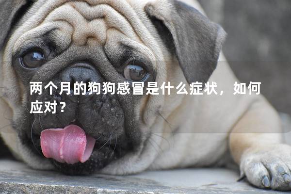 两个月的狗狗感冒是什么症状，如何应对？