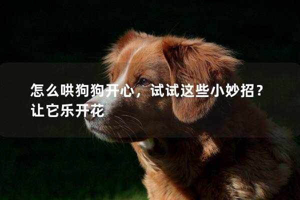 怎么哄狗狗开心，试试这些小妙招？让它乐开花