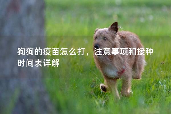 狗狗的疫苗怎么打，注意事项和接种时间表详解