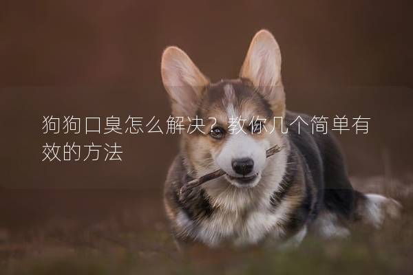 狗狗口臭怎么解决？教你几个简单有效的方法
