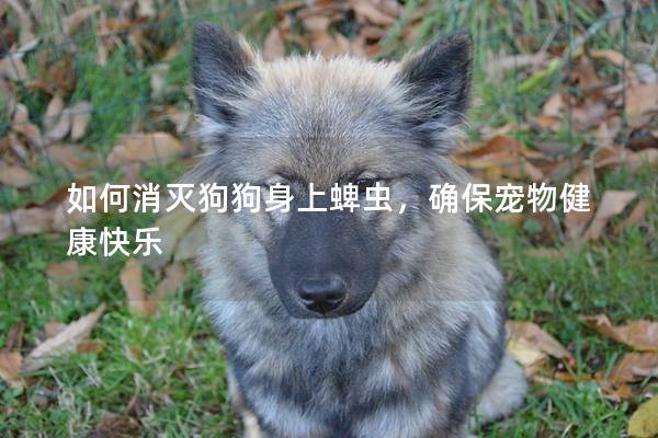 如何消灭狗狗身上蜱虫，确保宠物健康快乐