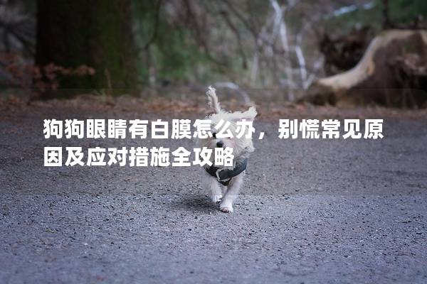 狗狗眼睛有白膜怎么办，别慌常见原因及应对措施全攻略