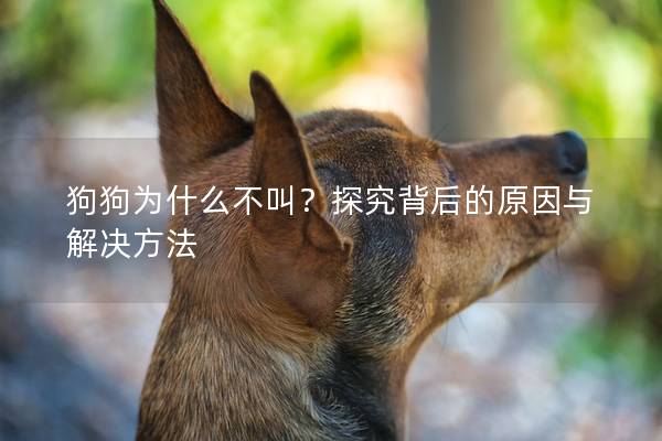 狗狗为什么不叫？探究背后的原因与解决方法