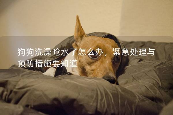 狗狗洗澡呛水了怎么办，紧急处理与预防措施要知道