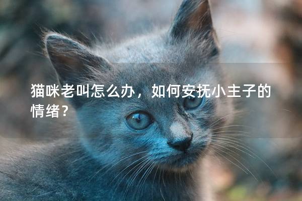 猫咪老叫怎么办，如何安抚小主子的情绪？