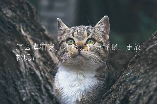 怎么摸猫咪，才能让它更舒服、更放松呢？