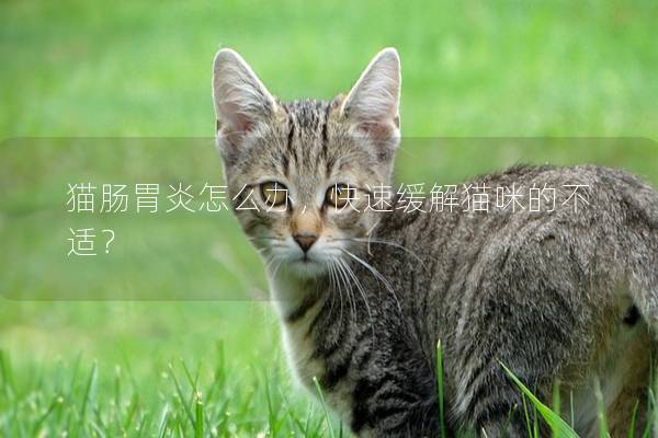猫肠胃炎怎么办，快速缓解猫咪的不适？