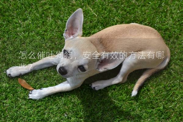 怎么催吐狗狗，安全有效的方法有哪些？