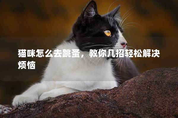 猫咪怎么去跳蚤，教你几招轻松解决烦恼