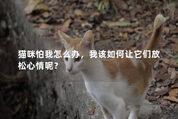 猫咪怕我怎么办，我该如何让它们放松心情呢？