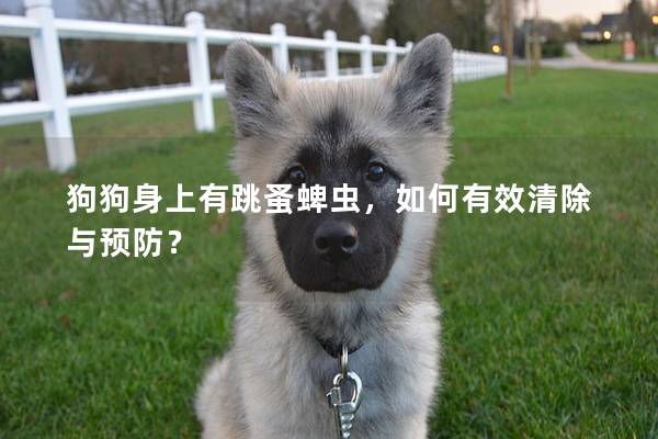 狗狗身上有跳蚤蜱虫，如何有效清除与预防？