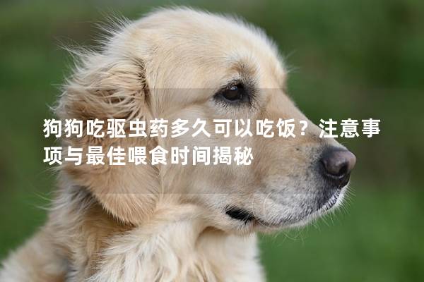 狗狗吃驱虫药多久可以吃饭？注意事项与最佳喂食时间揭秘