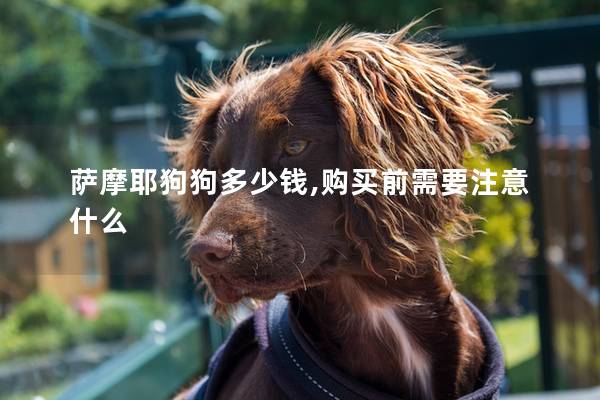萨摩耶狗狗多少钱,购买前需要注意什么