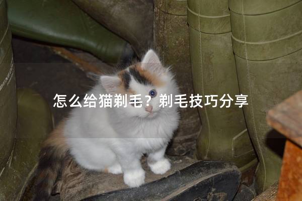 怎么给猫剃毛？剃毛技巧分享