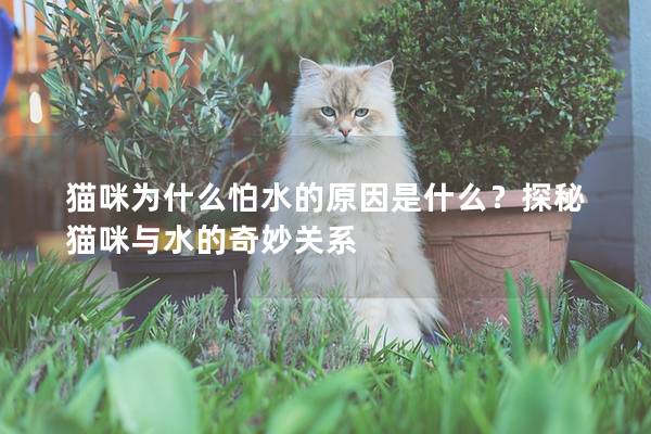 猫咪为什么怕水的原因是什么？探秘猫咪与水的奇妙关系