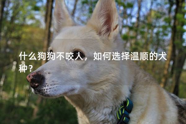 什么狗狗不咬人，如何选择温顺的犬种？
