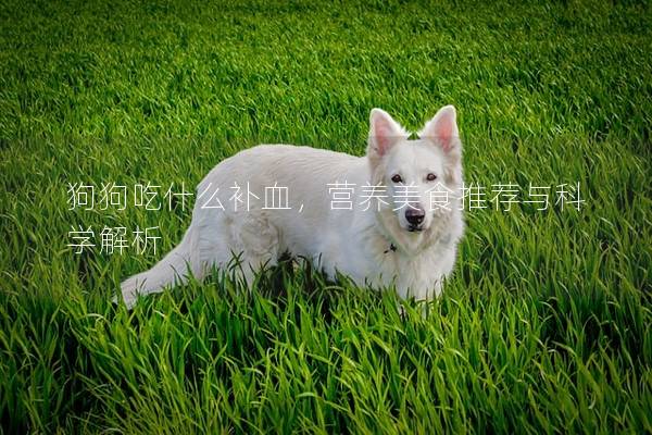 狗狗吃什么补血，营养美食推荐与科学解析