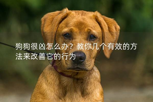 狗狗很凶怎么办？教你几个有效的方法来改善它的行为