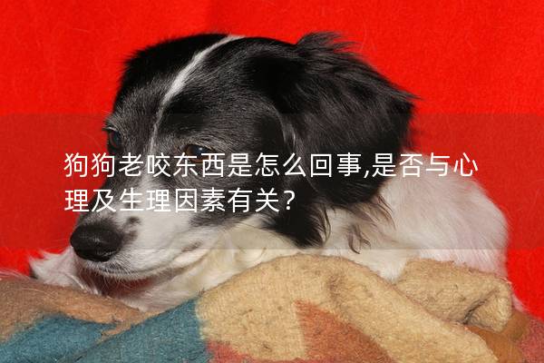 狗狗老咬东西是怎么回事,是否与心理及生理因素有关？
