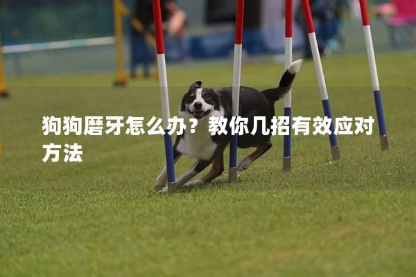 狗狗磨牙怎么办？教你几招有效应对方法