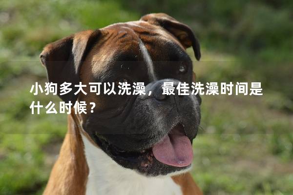 小狗多大可以洗澡，最佳洗澡时间是什么时候？