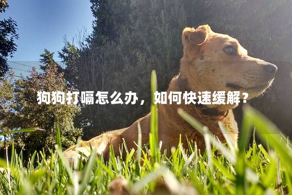 狗狗打嗝怎么办，如何快速缓解？