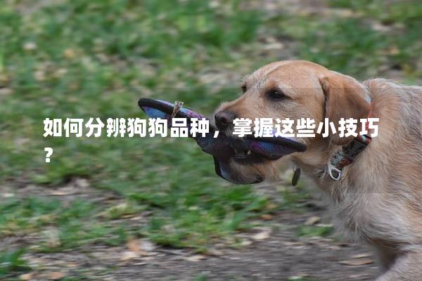 如何分辨狗狗品种，掌握这些小技巧？