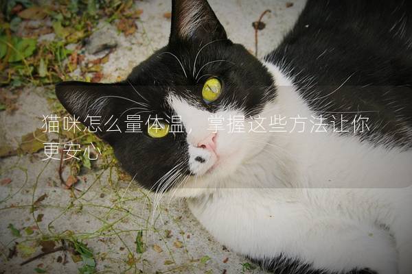 猫咪怎么量体温，掌握这些方法让你更安心