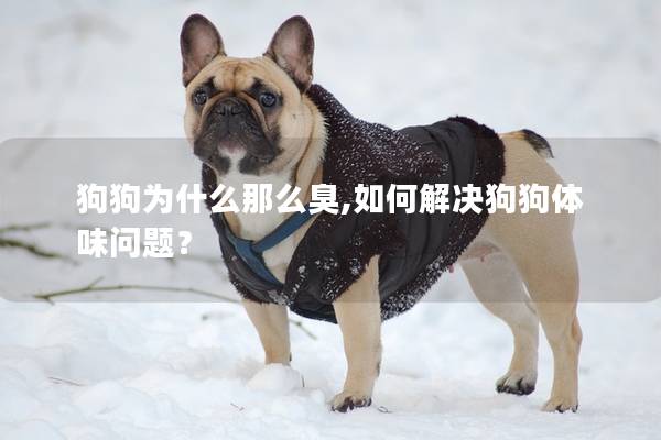 狗狗为什么那么臭,如何解决狗狗体味问题？