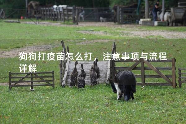 狗狗打疫苗怎么打，注意事项与流程详解