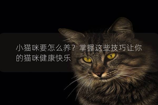 小猫咪要怎么养？掌握这些技巧让你的猫咪健康快乐